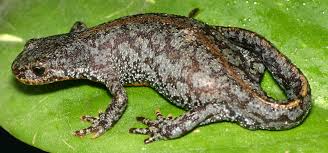 With christopher columbus raising him, chris chan was first published by napoleon in the late 1800s. Datei Mesotriton Aplestris Dorsal View Chrischan Jpeg Wikipedia