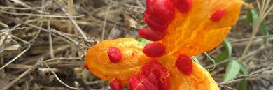 Image result for Momordica charantia