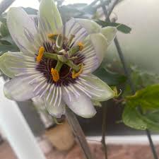 Image result for Passiflora sanguinolenta