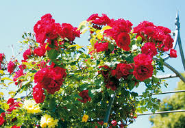 Rosen pflanzen anleitungen tipps garten blumen pflanzen. Rosen Pflanzen Und Pflegen Mit Obi
