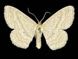 Image result for Scopula ternata