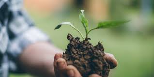 This table shows the best soil requirements for your olive tree in pots. How And When To Plant Trees Arborilogical