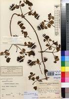Image result for Combretum cinereopetalum