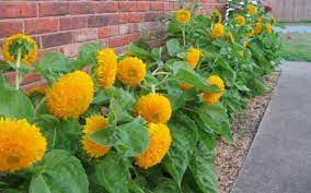 Bunga asoka akan tumbuh dengan subur dan rajin berbunga jika kebutuhan sinar matahari tercukupi. Jenis Bunga Matahari Untuk Tanaman Hias Di Taman Jenis Net