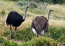 These species will find something to perch on, like a branch or a. Diurnality Wikipedia