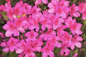 The Best Flowers To Plant In Morning Sun Afternoon Shade Hunker Azalea Bush Azaleas Landscaping Dwarf Azaleas