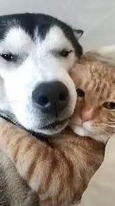 Loyal Love And Friendship Between Cat And Dog Cat Dog Friendship Love Loyal Cute Animals Cute Baby Animals Pets
