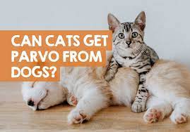 Can dogs get parvo from cats? Can Cats Get Parvo From Dogs Contagious Research Results