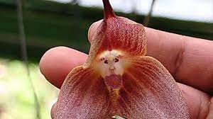 Sometimes you look around and you see something that looks exactly like a dick. 11 Plants That Look Like Animals Mental Floss
