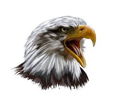 Nederland is een van de landen binnen het koninkrijk der nederlanden. Bald Eagle Hoofd Portret Van Een Scheutje Aquarel Gekleurde Tekening Realistisch Vectorillustratie Van Verf 2735591 Download Free Vectors Vector Bestanden Ontwerpen Templates