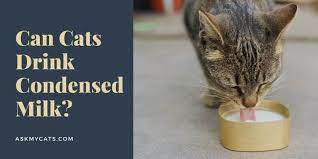 Can Cats Drink Condensed Milk Know These Authentic Answers