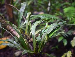 Image result for Loxogramme