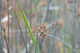 Image result for Schoenoplectus scirpoides
