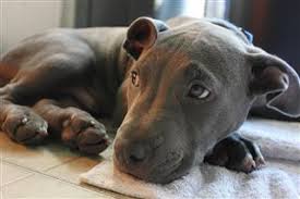 Maybe you would like to learn more about one of these? Information About The Most Intelligent Border Collie Pit Bull Mix Pet Ponder