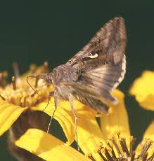 Image result for Autographa macrogamma