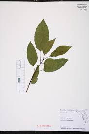Image result for Premna serratifolia
