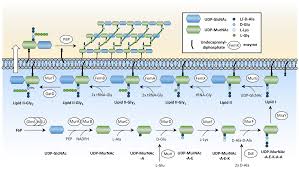 The Serine Threonine Kinase Stk And The Phosphatase Stp