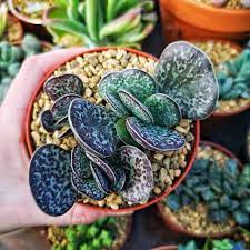 I like to think of cacti as the minimal aspect and succulents as the maximal, says erin. 900 Carmichael Cacti Succulent Club Ideas In 2021 Planting Succulents Cacti And Succulents Cactus And Succulents