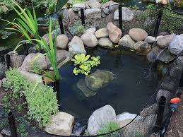 60 backyard pond ideas (photos) a collection of large and small backyard pond ideas and designs. Outdoor Turtle Pond Fish Pond Gardens Turtle Pond Ponds Backyard