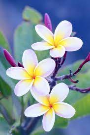 Top 35 Most Beautiful Flowers In The World Were Counting Down The Top 111 Most Beautiful Flowers Rar Most Beautiful Flowers Beautiful Flowers Plumeria Flowers