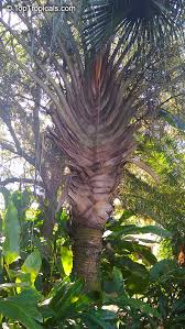 Image result for Dypsis decaryi