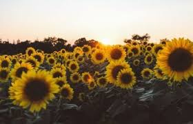 Summer Yellow Chromebook Wallpaper Published by april 1, 2020. summer yellow chromebook wallpaper