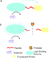 Proteasome is a relatively larger molecule 1.proteasome complex. Scheme 3 Principles Of Bret For Protease Activity Assays A Download Scientific Diagram
