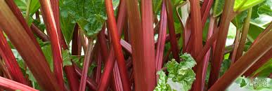 Looking to purchase rhubarb extract. Rhubarb At Menards