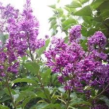 Image result for Syringa prestoniae