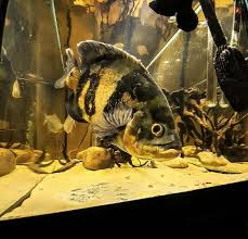 Oscar Fish Tiger And Albino In 2020 Oscar Fish Tropical Fish Aquarium Tiger Oscar Fish