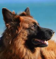 There are over four hundred recognized dog breeds around the world. Dog Breeds A Z List All Dog Breeds By Alphabetical Order Dogell Com