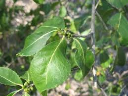 Image result for Suregada