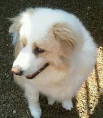 Looking for a good home for him. Australian Shepherd Great Pyrenees Mix Puppy Petfinder