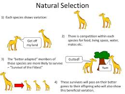 Natural Selection