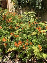 Red Bird Of Paradise Arizona Pin By David Wick On Park Drive Birds Of Paradise Plant Paradise Plant Flowering Bushes