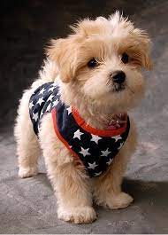 Price Range Of A Yorkshire Terrier Puppy Click The Picture To Read Cute Dogs Puppies Pets