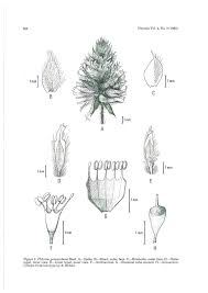 Image result for Erythrocephalum decipiens