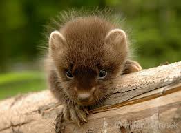 Image result for kuna lesní obrázky