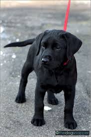 Favorite this post jul 9 rehoming lab mix puppy (conroe, texas). 80 Black English Labrador Ideas Labrador Lab Puppies Labrador Retriever