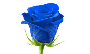 To say the blue rose is rare truly isn't fair, at least not practically speaking. What A Blue Min Shame Why We Are Unlikely Ever To See A Blue Rose Daily Mail Online