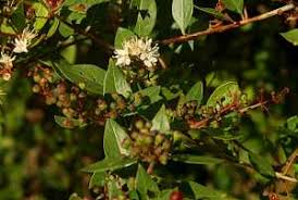 Image result for Rhynchosia holstii