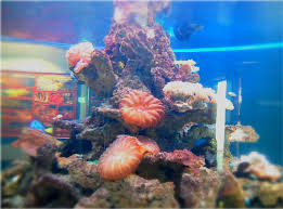 Save guided day trip to cairo from. Travel Tuesday Sabah Aquarium And Marine Museum Poo Repository
