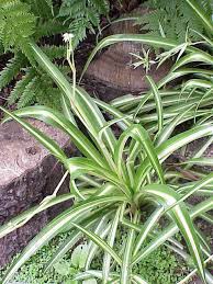 Image result for Chlorophytum sparsiflorum