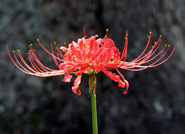 The fruits and flowers are actually triggered by plant hormones that begin the process. The Red Spider Lily