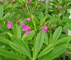 Pekarangan Rumah Sudah Seharusnya Dimanfaatkan Untuk Menanam Berbagai Jenis Tumbuhan Baik Itu Tanaman Hias Tanaman Buah Dan Tidak Tanaman Obat Tanaman Herbal