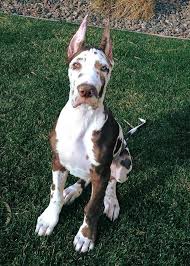 All dogs and pups are raised in the home services: Great Dane Puppies With Cropped Ears For Sale Petsidi
