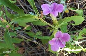 Image result for Barleria lancifolia