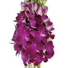 Magenta Orchids Dendrobium Orchids Orchids Fresh Flowers
