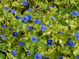 Image result for Anagallis pumila