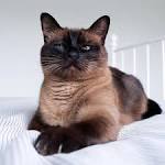 Siamese cat - Wikipedia